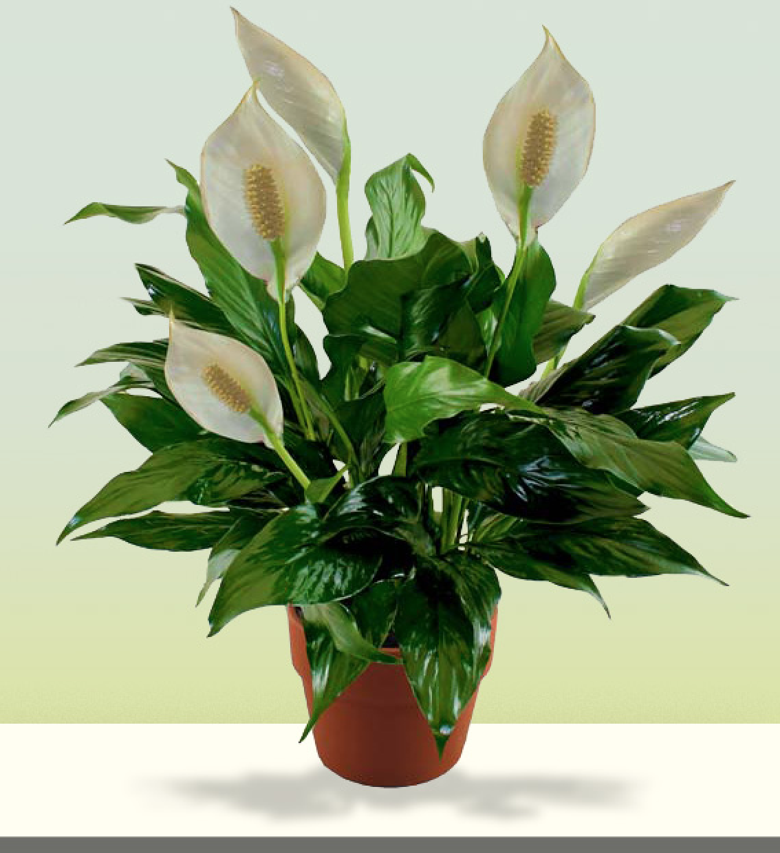 Peace Lily